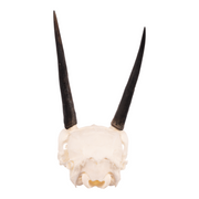 Real Steenbok Skull