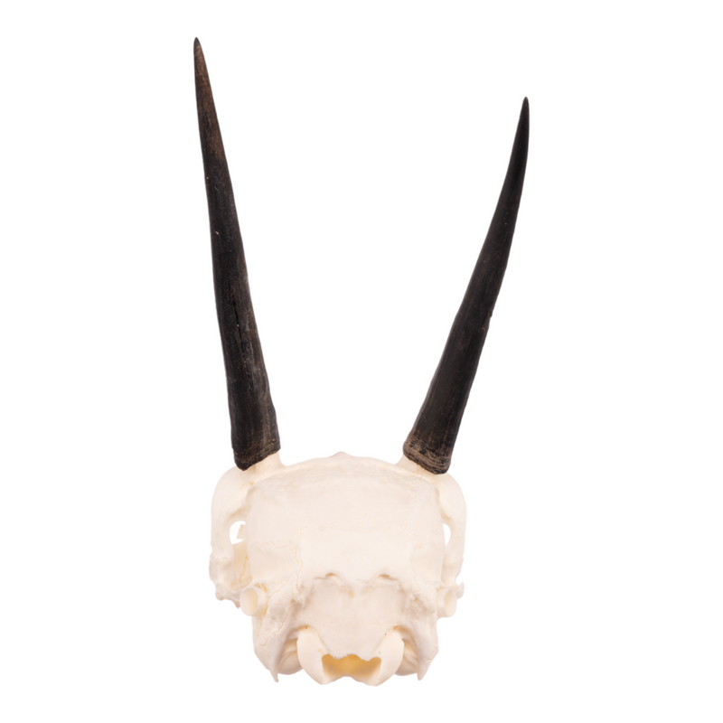 Real Steenbok Skull