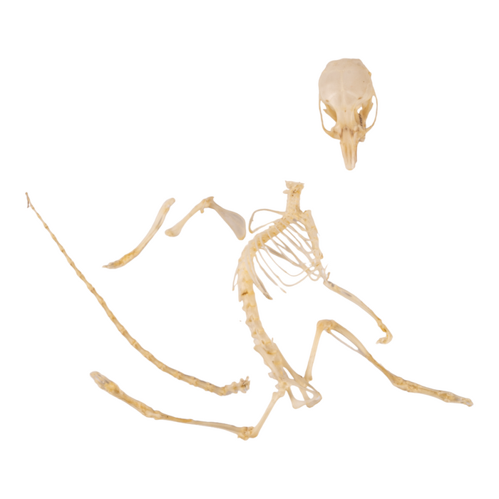 Real Deer Mouse Skeleton - Male