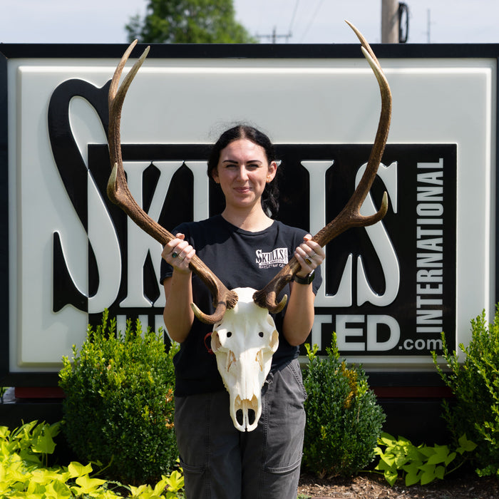 Real Red Deer Skull