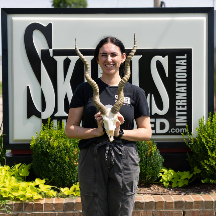 Real Blackbuck Skull With Mandible