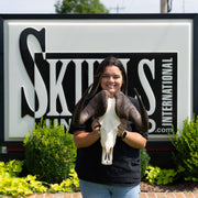 Real Black Wildebeest Skull