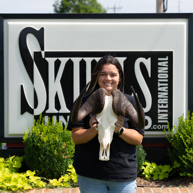 Real Black Wildebeest Skull