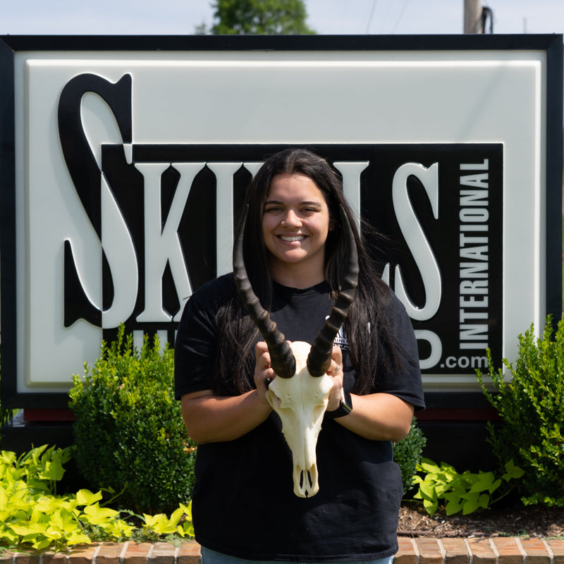 Real Blesbok Skull