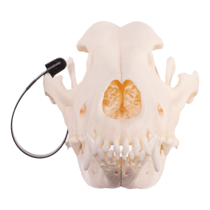 Real Domestic Dog Skull - German Shepherd