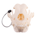 Real Domestic Dog Skull - German Shepherd