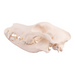 Real Domestic Dog Skull - German Shepherd
