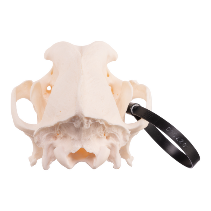 Real Domestic Dog Skull - German Shepherd