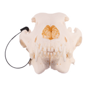 Real Domestic Dog Skull - German Shepherd