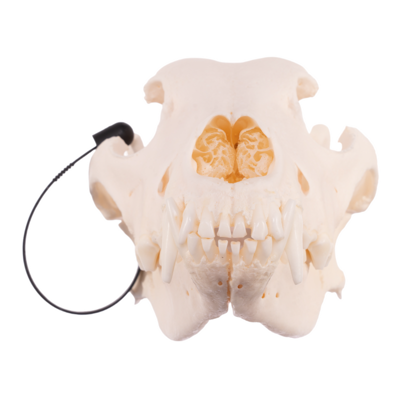 Real Domestic Dog Skull - German Shepherd