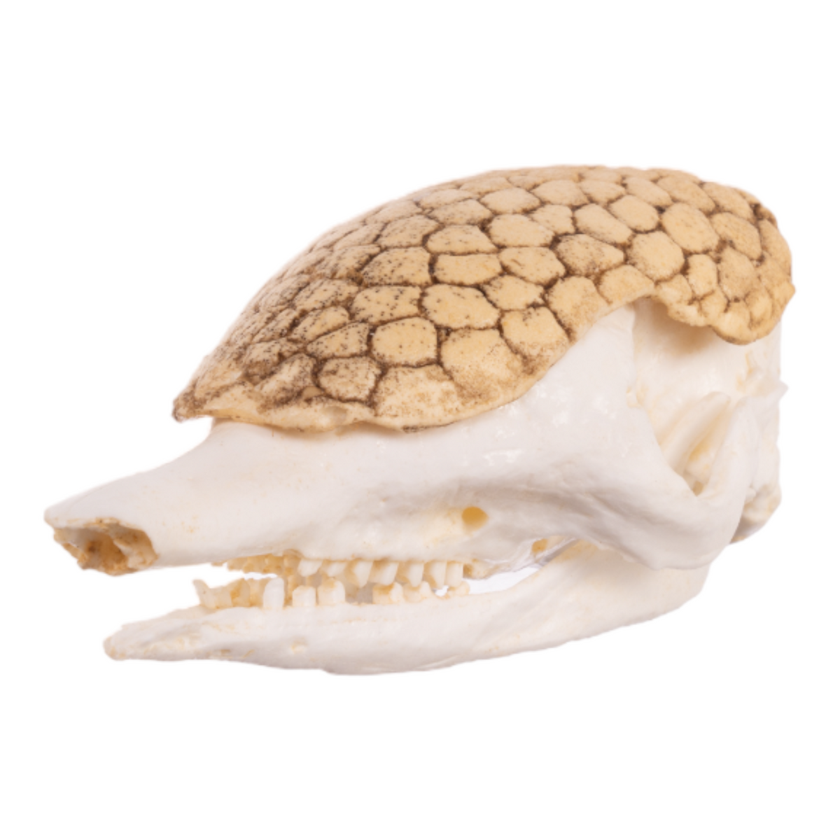 Replica Nine-banded Armadillo Skull For Sale — Skulls Unlimited