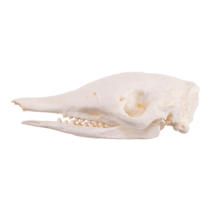 Replica Nine-banded Armadillo Skull