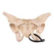Real Human Pelvis and Sacrum - Articulated