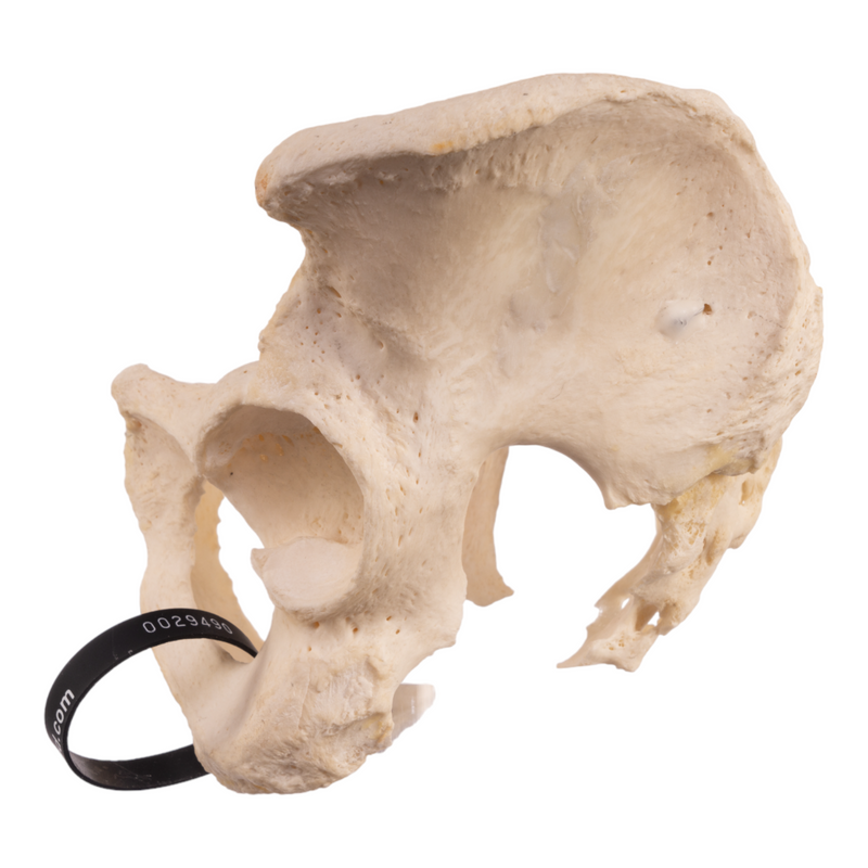 Real Human Pelvis and Sacrum - Articulated