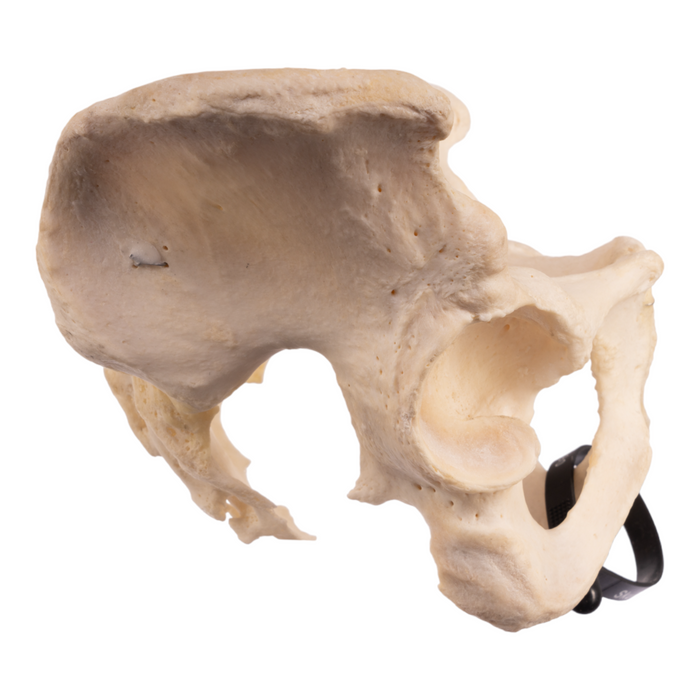 Real Human Pelvis - Articulated