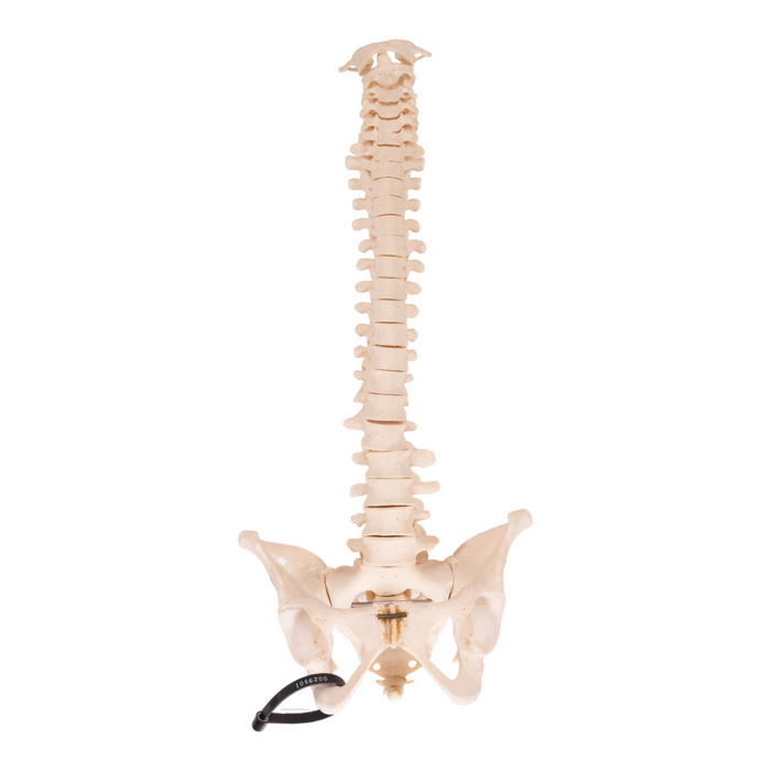 Real Human Spine and Pelvis - Articulated