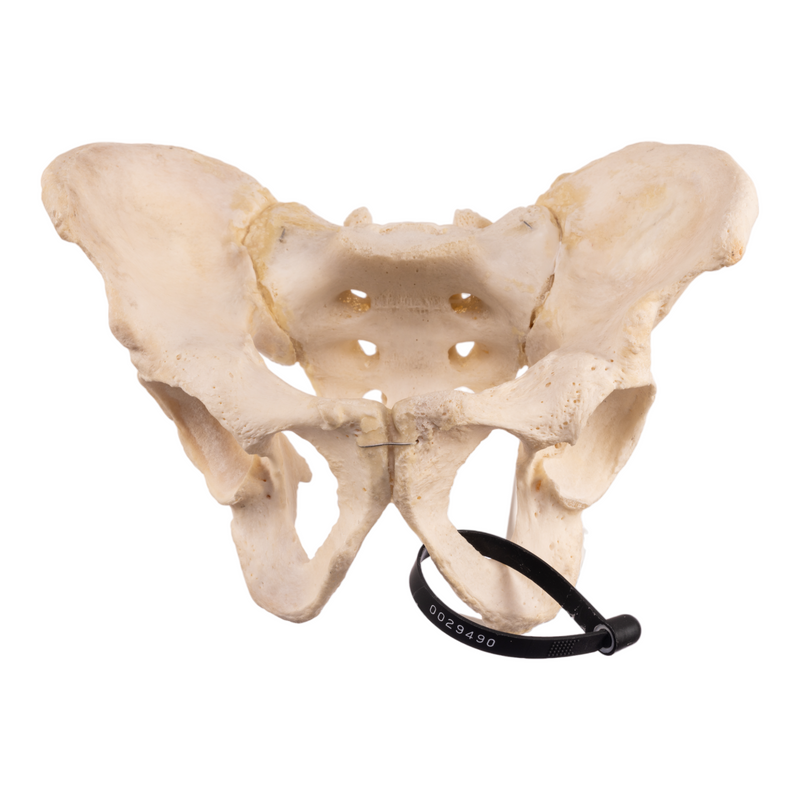 Real Human Pelvis and Sacrum - Articulated