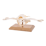 Replica Smooth Hammerhead Shark Skull