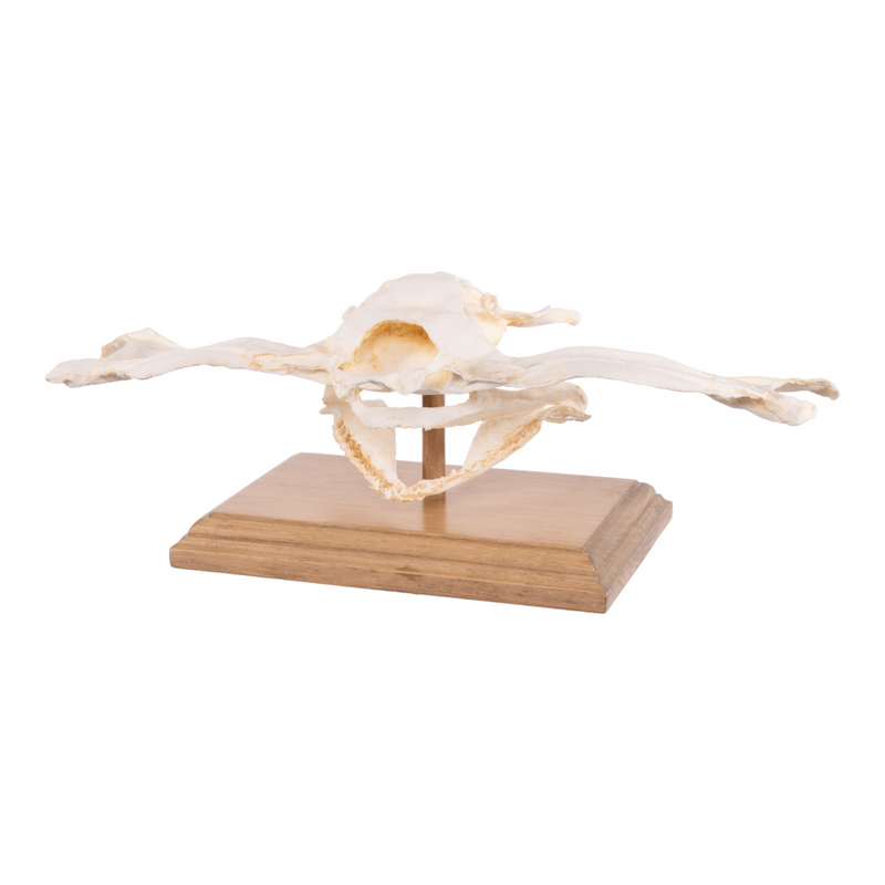 Replica Smooth Hammerhead Shark Skull