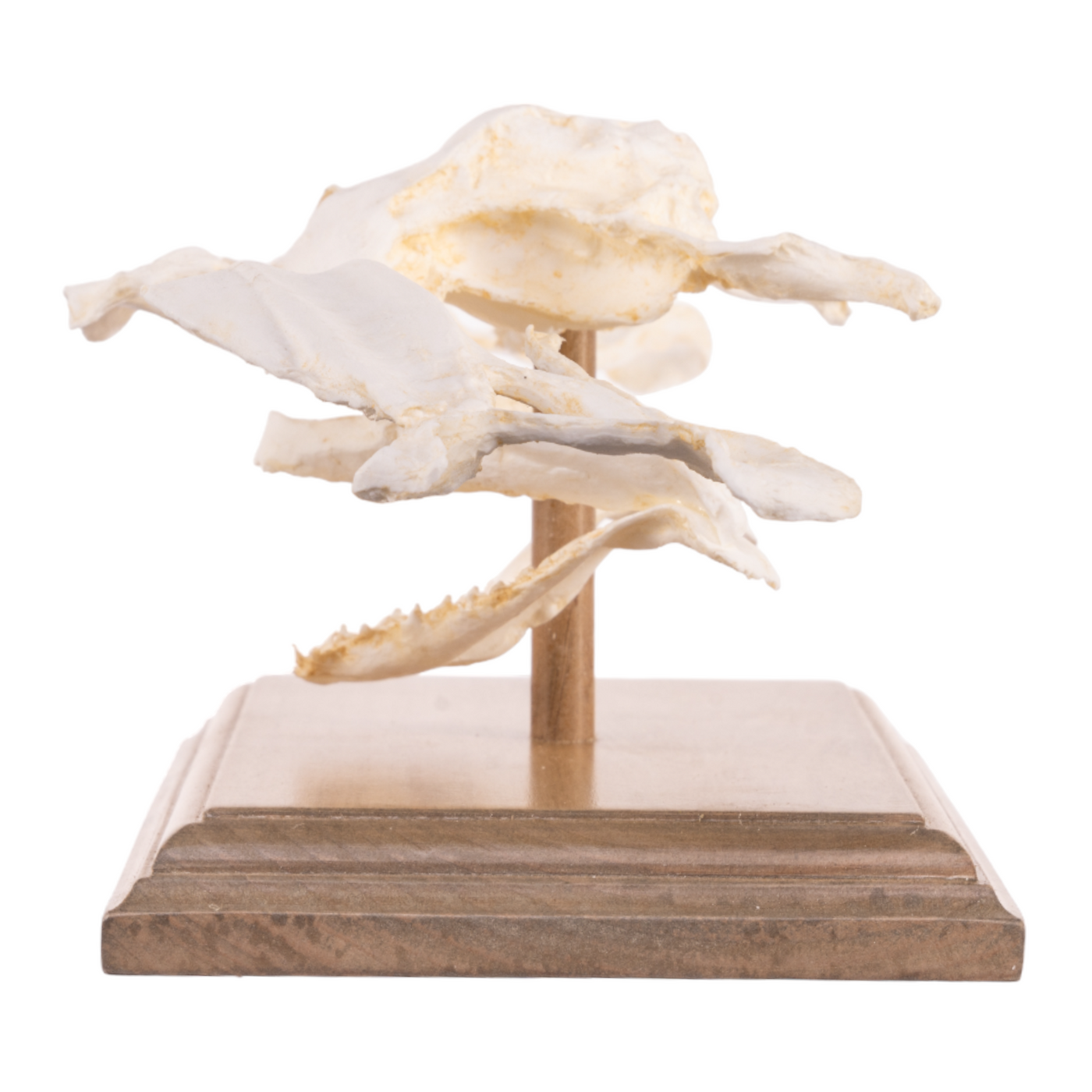 Replica Smooth Hammerhead Shark Skull For Sale — Skulls Unlimited