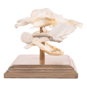 Replica Smooth Hammerhead Shark Skull