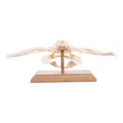 Replica Smooth Hammerhead Shark Skull