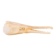 Real Spotted Gar Skull - Adolescent