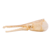 Real Spotted Gar Skull - Adolescent