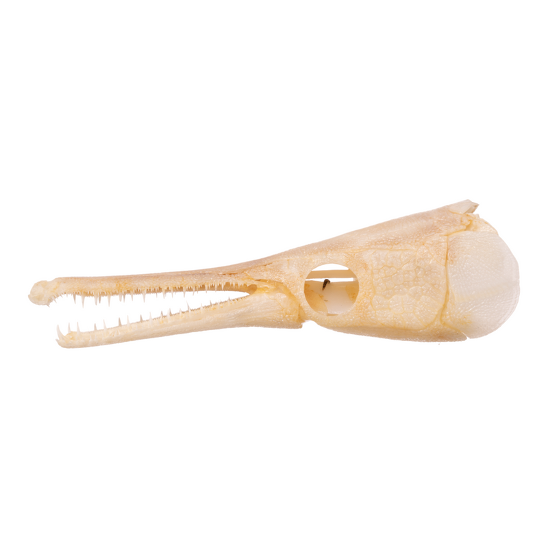 Real Spotted Gar Skull - Adolescent