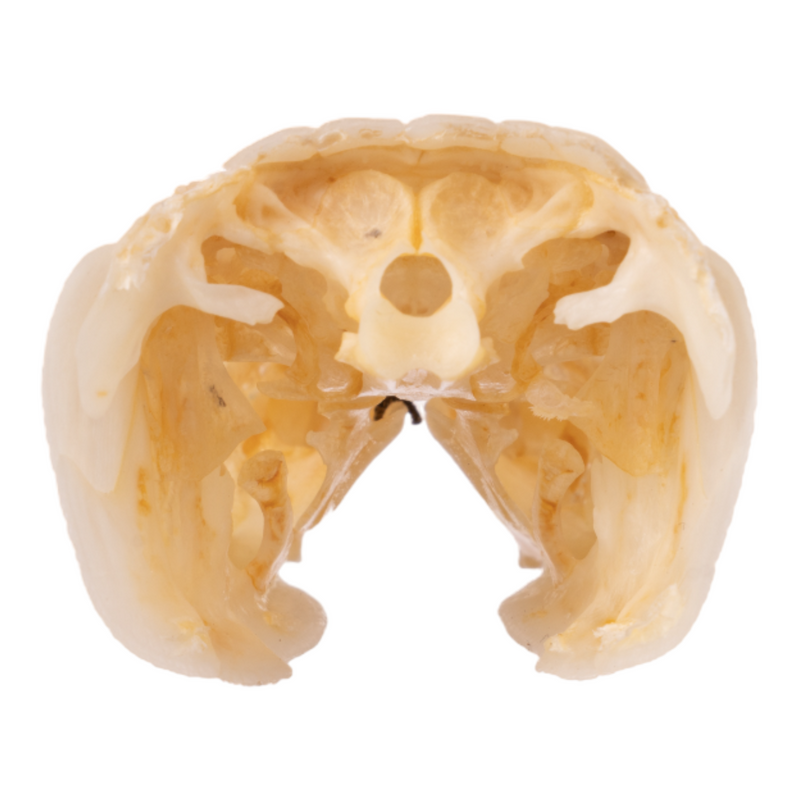 Real Spotted Gar Skull - Adolescent