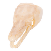 Real Spotted Gar Skull - Adolescent