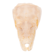 Real Spotted Gar Skull - Adolescent