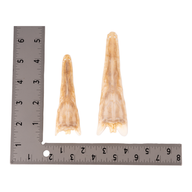 Real Spotted Gar Skull - Adolescent