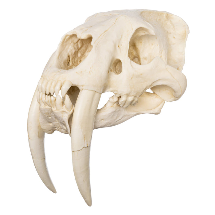Replica Sabertooth Cat Deluxe Smilodon Skull