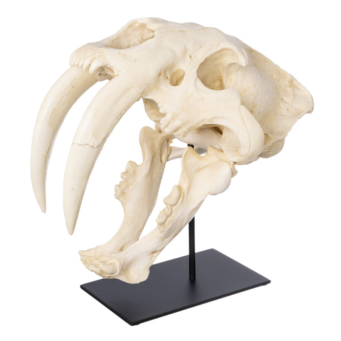 Replica Sabertooth Cat Deluxe Smilodon Skull
