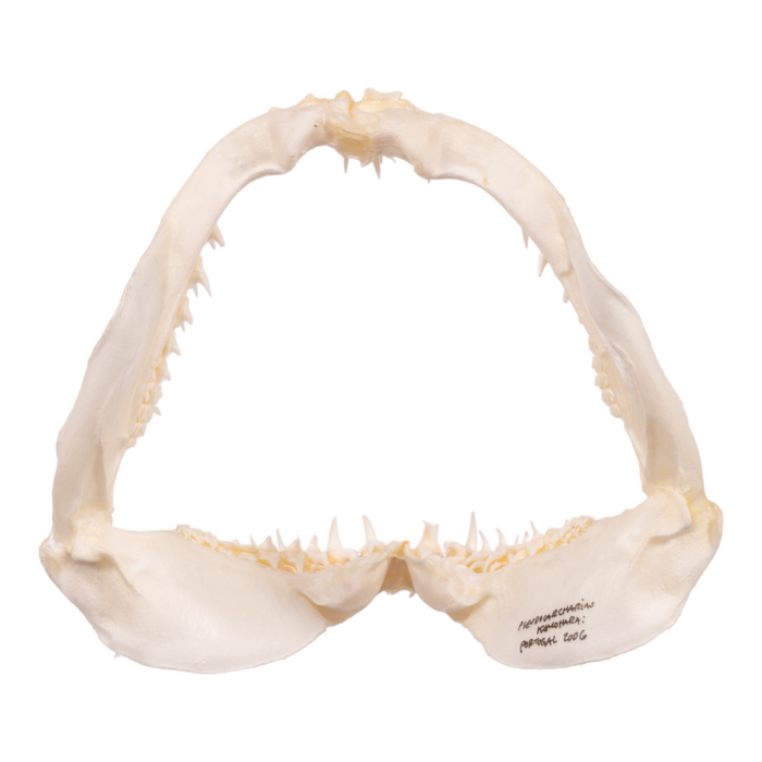Real Crocodile Shark Jaw