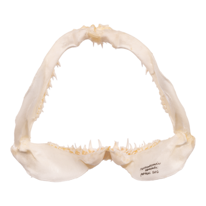 Real Crocodile Shark Jaw (4")