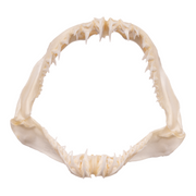 Real Crocodile Shark Jaw (4.1")