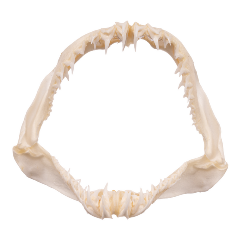 Real Crocodile Shark Jaw (4.1")
