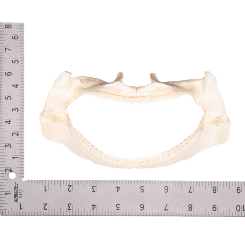Real Gulper Shark Jaw (7.8")