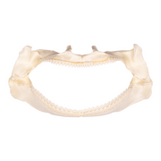 Real Gulper Shark Jaw (7.8")