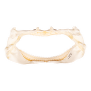 Real Gulper Shark Jaw (7.8")