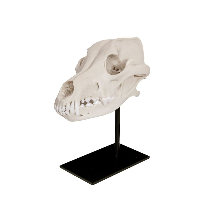 Replica Mexican Gray Wolf Skull