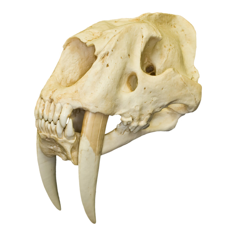 Replica Sabertooth Cat Skull - South American (Smilodon populator)