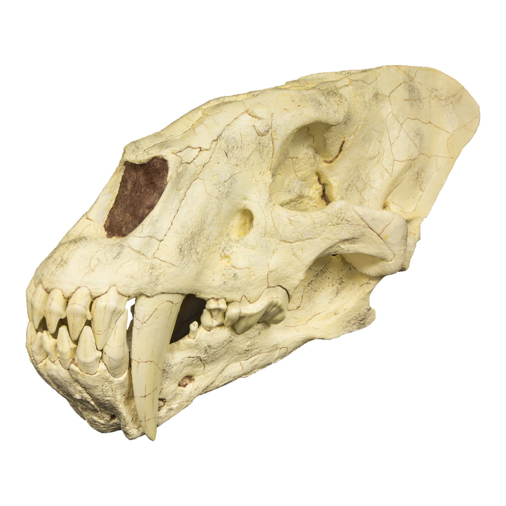 Calico Sabertooth Replica Sabertooth Cat Skull (Homotherium crenatidens)