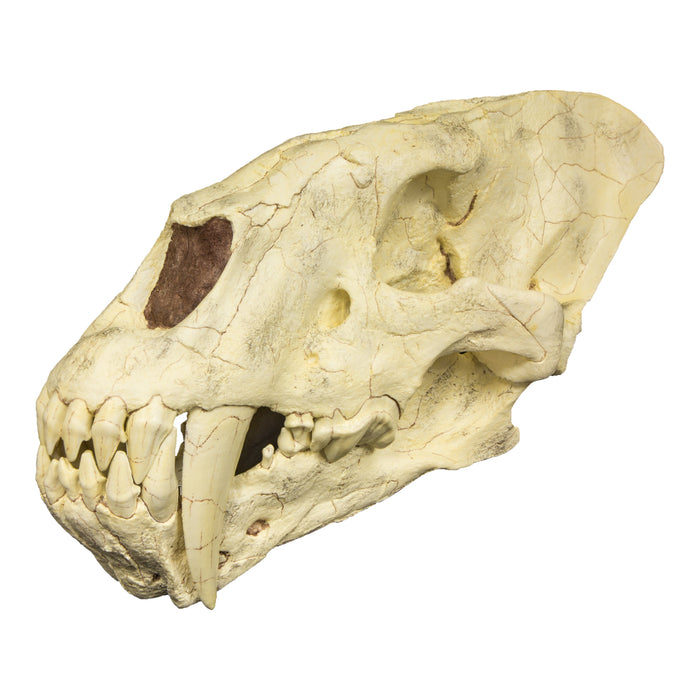 Replica Sabertooth Cat Skull (Homotherium crenatidens)