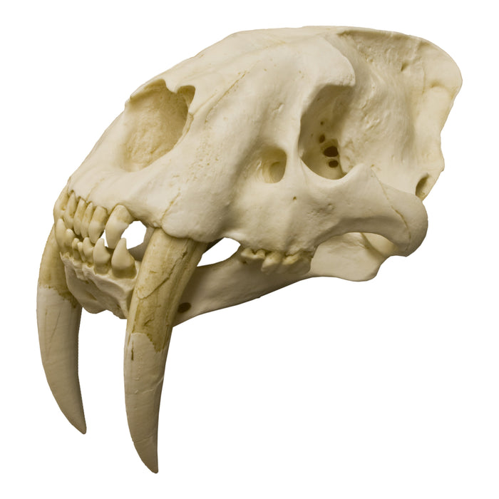 Replica Sabertooth Cat Skull