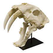Replica Sabertooth Cat Skull