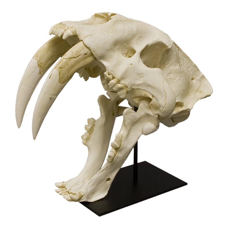 Replica Sabertooth Cat Skull