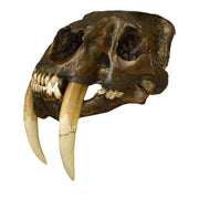 Replica Sabertooth Cat Deluxe Smilodon Skull